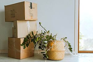 Stapel Umzugskartons und eine Pflanze